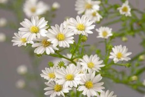 Aster hybridus Pearla